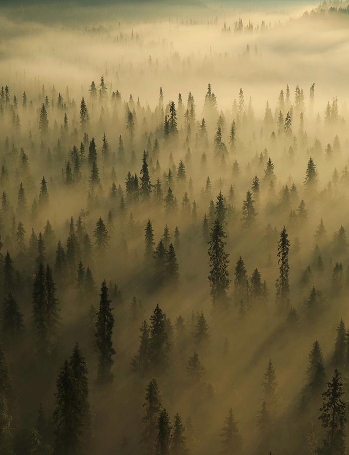 Maaginen aamu Oulangan kansallispuistossa Pähkänänkalliolla Kuusamossa.