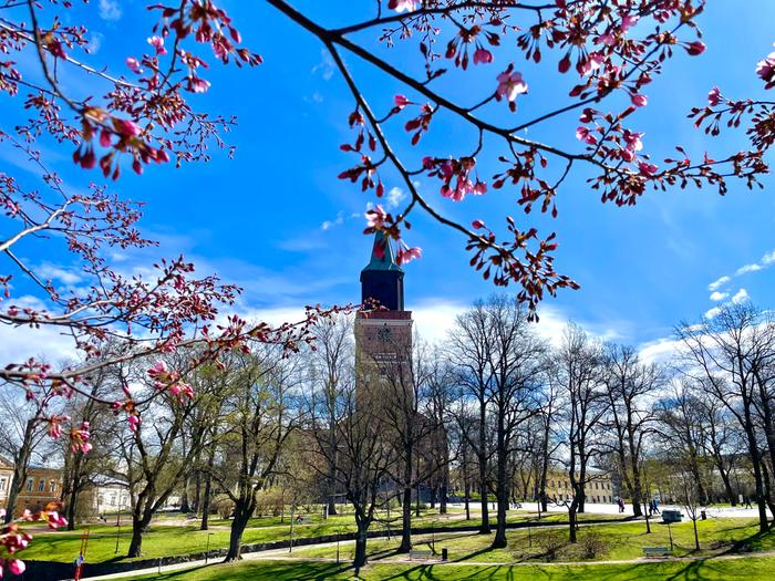 Turussa vappupäivä 2023 näytti keväiseltä. Kirsikkapuut olivat jo aloittaneet kukintansa.