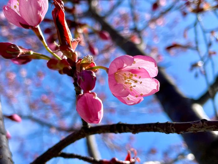 Kirsikkapuu kukki Turussa vappupäivänä 2023.