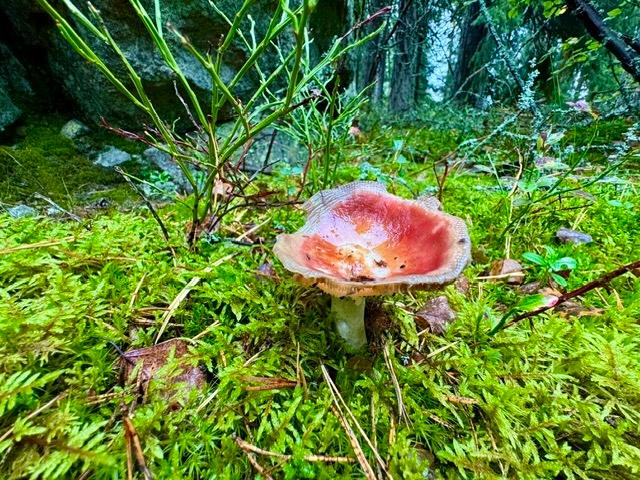 Syyskuinen metsä Syyskuinen metsä.