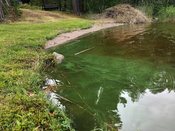 Sinilevää kerääntyi Päijänteen rannalle kesällä 2018.