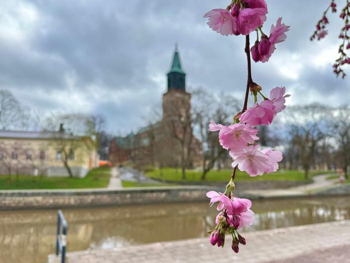 Kirsikkapuut alkoivat kukkia lämpimässä säässä Turussa jo huhtikuun puolivälin tienoilla.