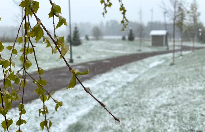 Lunta satoi Tuusulassa toukokuussa 2020.