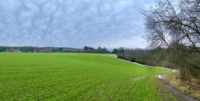 Maisema vihersi Liedossa tammikuussa 2023.