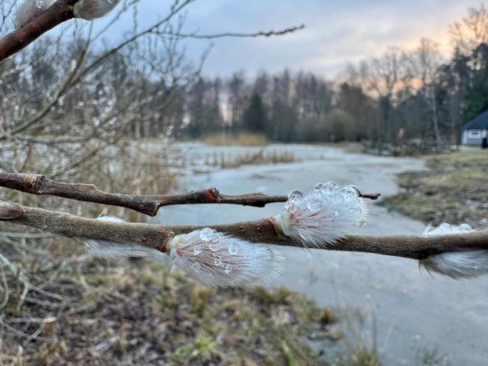 Pajunkissat Helmikuiset pajunkissat Turussa.