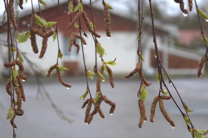 Hiirenkorvia ja sadepisaroita Tampereella.