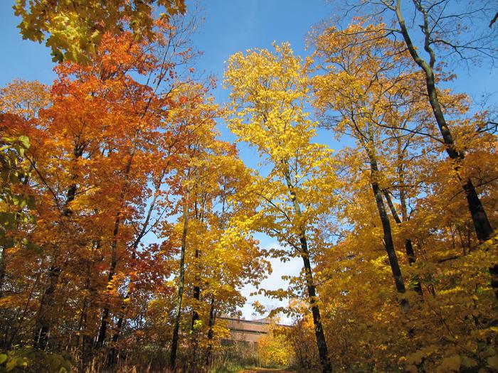 Helsingin lehtipuut muuttuvat syksyllä värikkäiksi.