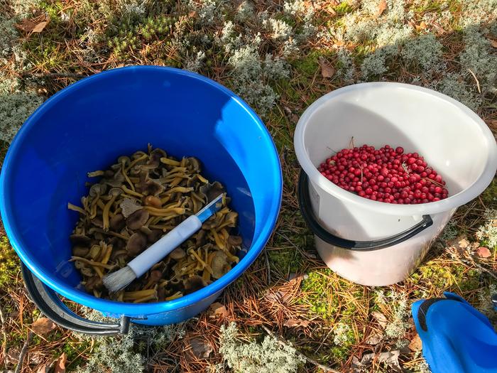 Aurinkoinen ilma innosti sienestäjät ja puolukanpoimijat liikkeelle.