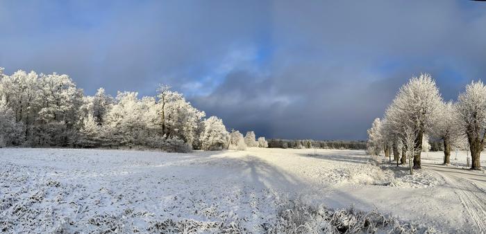 Huurre kuorrutti puut valkoisella jääkerroksella Turussa tammikuussa 2023.