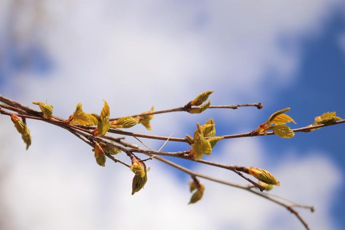 Keväisiä hiirenkorvia toukokuussa 2022.