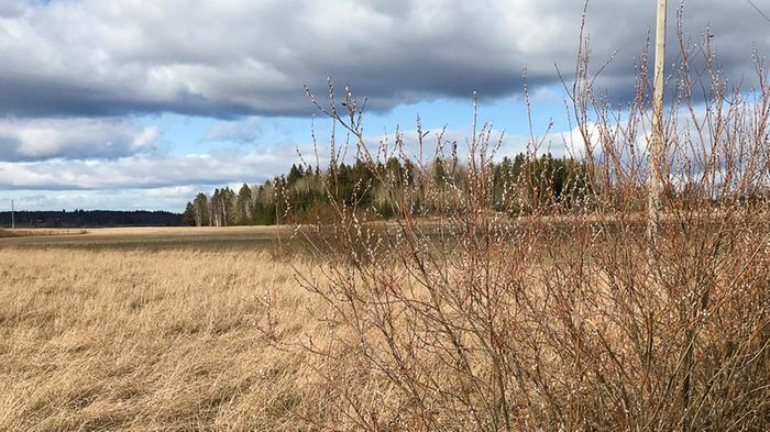 Pajunkissoja Pajunkissoja