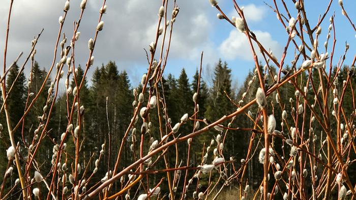 Keväisiä pajunkissoja