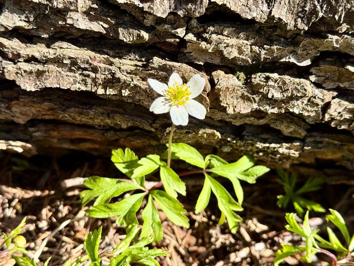 Valkovuokkoja näkyi jo paikoin huhtikuun alkupuoliskolla keväällä 2026.
