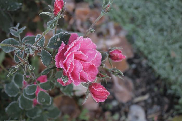 Lokakuinen pakkasaamu Nokialla.