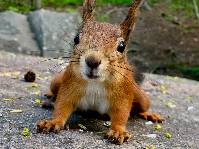 Pieni oravakin ihmettelee säätä.