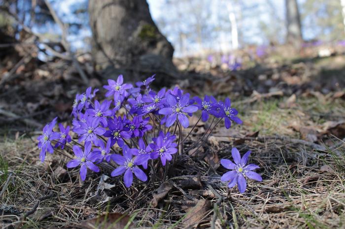 Sinivuokkoja Nokialla huhtikuussa 2021.