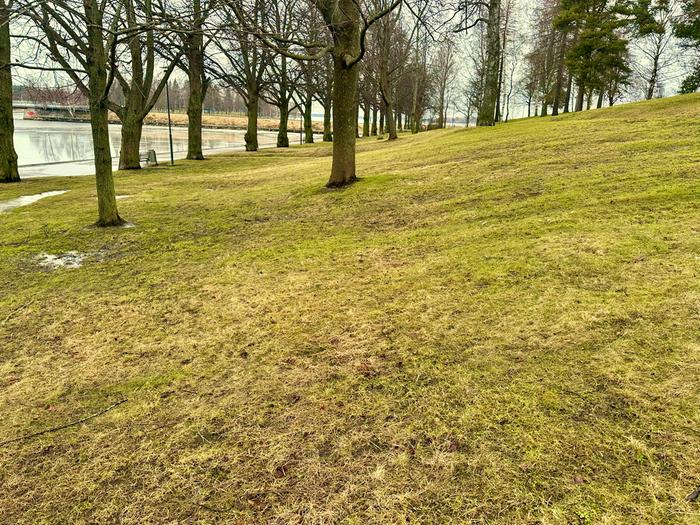 Lumeton maa Vaasassa Lumetonta Vaasassa Helmikuun lopulla.