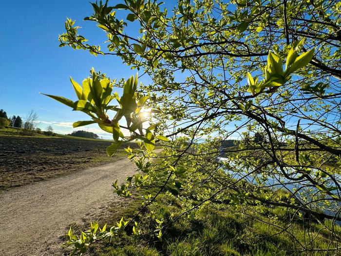 Kevätaurinko Kevään vihreyttä ja aurinkoa.