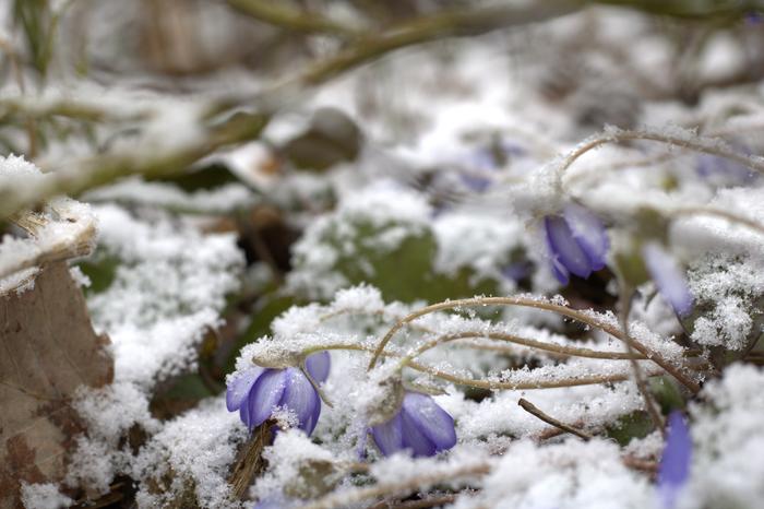 Sinivuokot peittyivät lumeen Nokialla vapun alla 2021.
