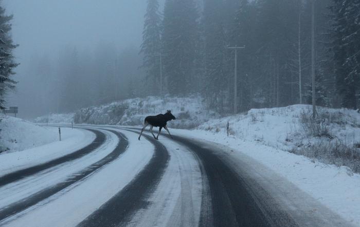 Hirvi ylittämässä tietä sumuisessa säässä.