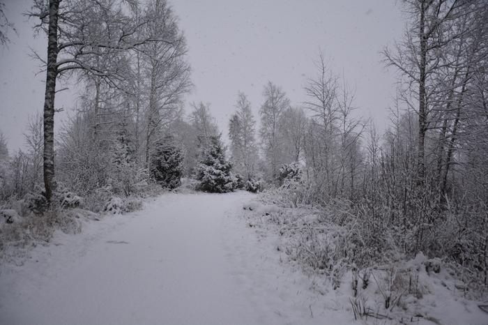 Pohjanmaalla satoi ensilumi 2025 Pohjanmaalla satoi ensilumi perjantaina 14.11.2025.