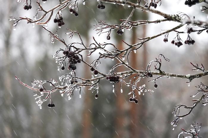 Jäätävä sade Jäätävä sade, puiden oksat jäässä.