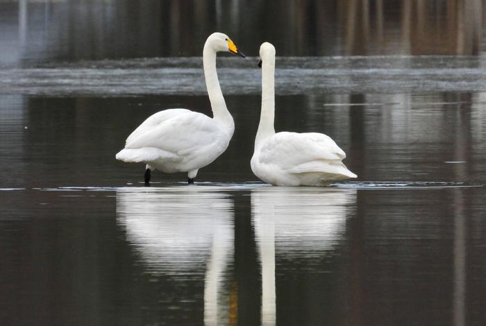 Myös Suomeen saapuneille joutsenille on odotettavissa kylmää säätä.