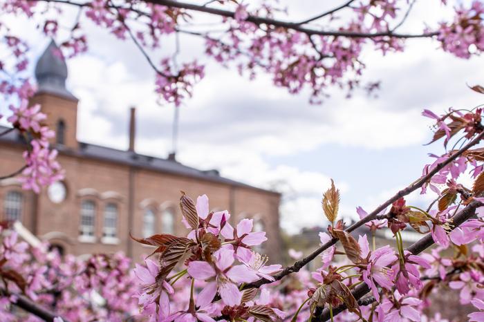 Kirsikkapuita Tampereella toukokuussa 2020.