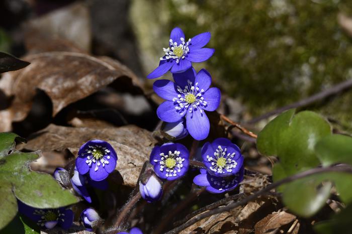 Sinivuokkoja huhtikuussa Sinivuokkoja huhtikuussa.