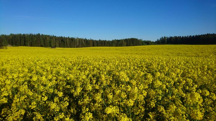 Näin upeasti kukkii Tyynelän tilan syysrypsi keväällä. Kunnollinen ja tarpeeksi pitkään kestävä lumipeitekausi voi edesauttaa syksyllä istutettavien kasvien selviämistä talvesta, sillä lumipeite suojaa roudan tunkeutumiselta syviin kerroksiin.