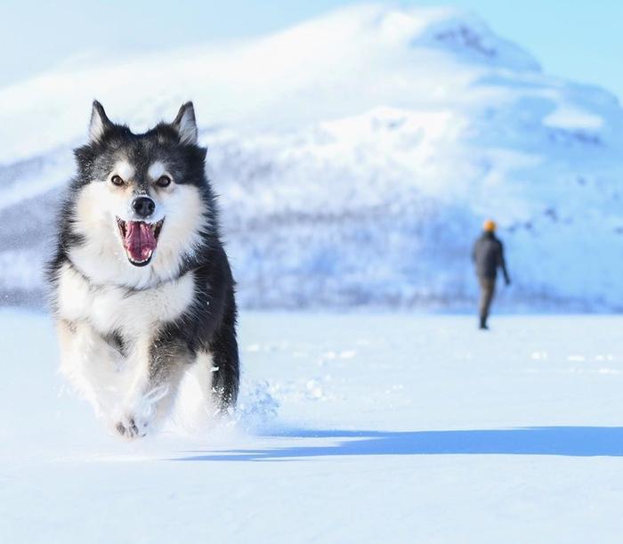 Riemu repeää Kilpisjärven hangilla. 