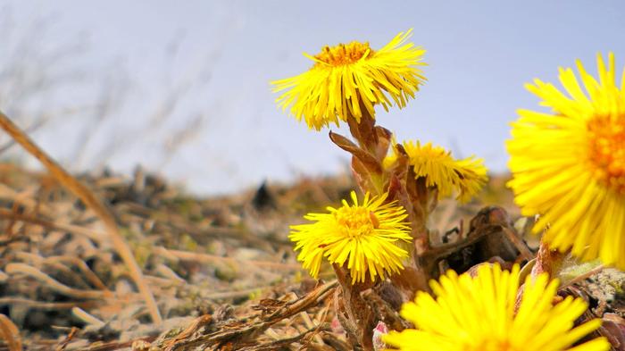Leskenlehdet kukkivat.