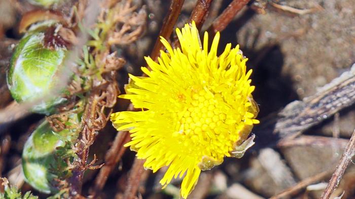 Leskenlehti ystävänpäivänä.