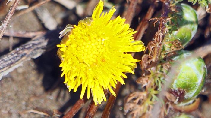 Leskenlehti ystävänpäivänä Leskenlehti ystävänpäivänä.