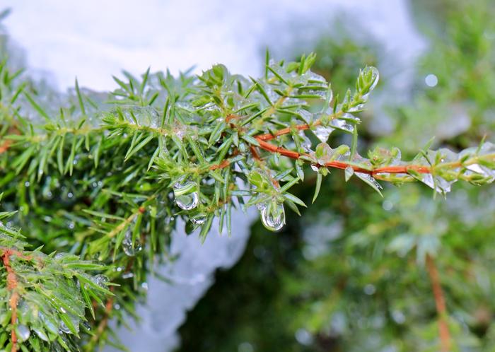 Lumi ja jää sulavat lauhassa säässä.