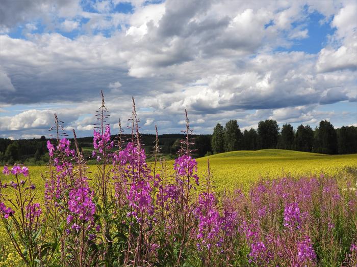 Maitohorsma kukkii heinäkuussa.