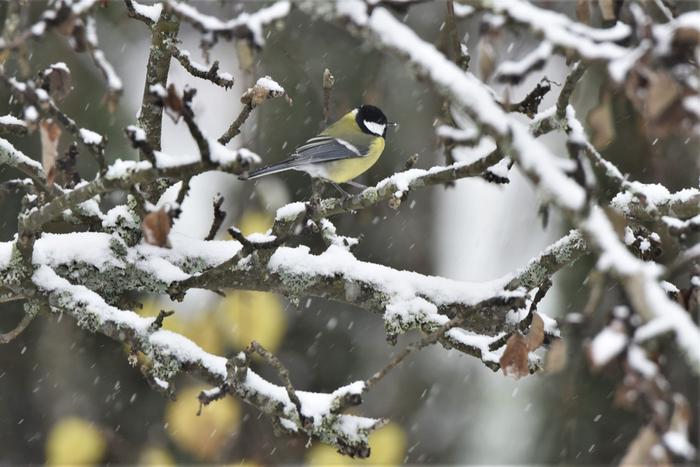 Syksyistä lumisadetta.