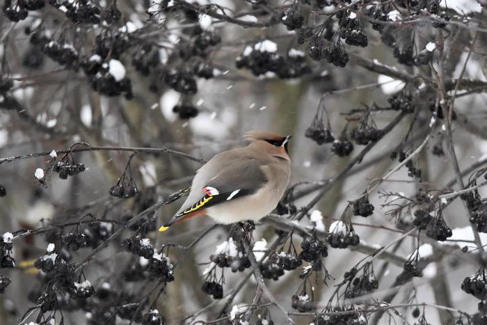 Keväällä sataa vielä ajoittain lunta.