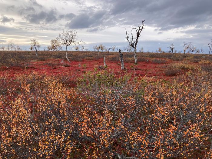 Maaruska Paistunturilla Maaruska Paistunturilla.