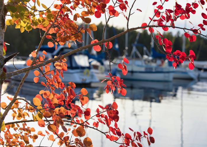 Syksyn alkua venesatamassa.