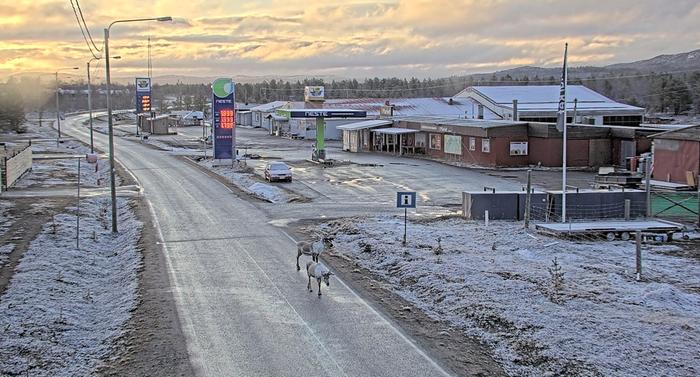 Porot olivat öisellä kävelyllä Inarin Näätämössä. Tienpientareet ja talojen katot olivat valkeana lumisateiden jäljiltä.