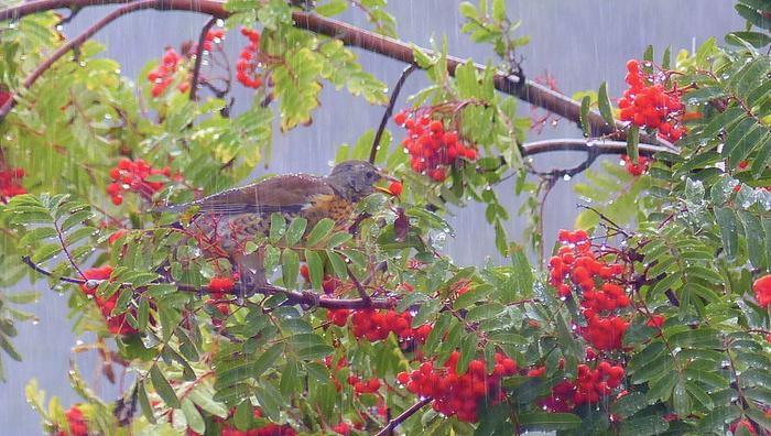 Sadetta Syyskuun sadetta.