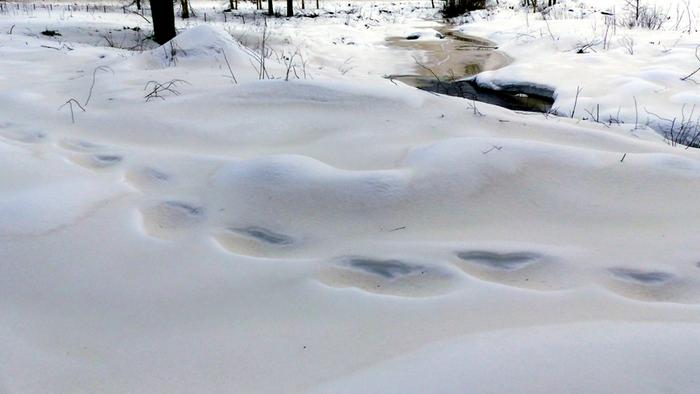 Todennäköisesti Saharasta peräisin oleva hiekkapöly värjäsi lunta Suomessa helmikuussa 2021.