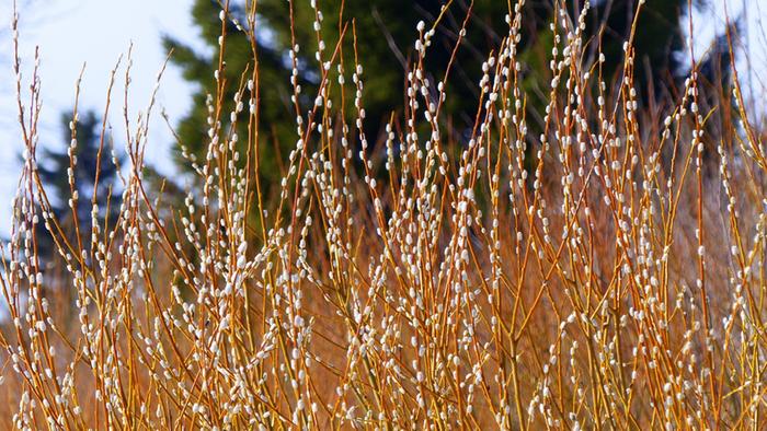 Pajunkissat Pajunkissoja maaliskuun säässä.