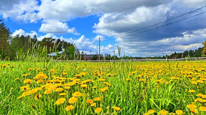 Voikukkien loistoa Uudessakaupungissa kesän alussa 2022.