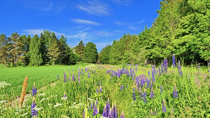 Kesäaamu Kuva: Keijo Väänänen, Uusikaupunki, 14.6.2022