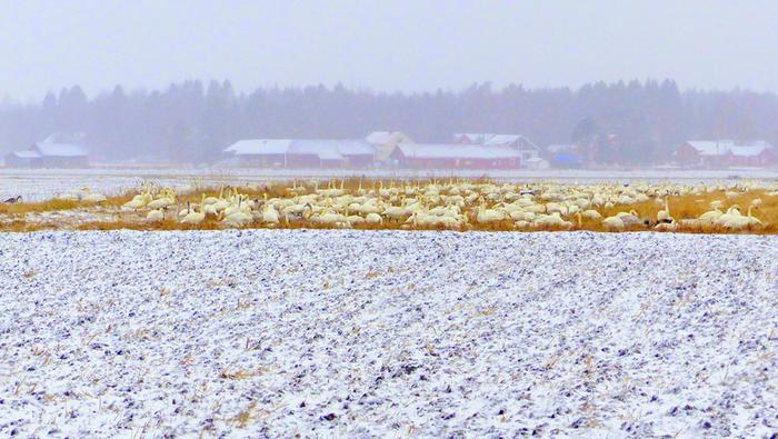 Satoja joutsenia maaliskuisessa lumisateessa Vaasan seudulla.