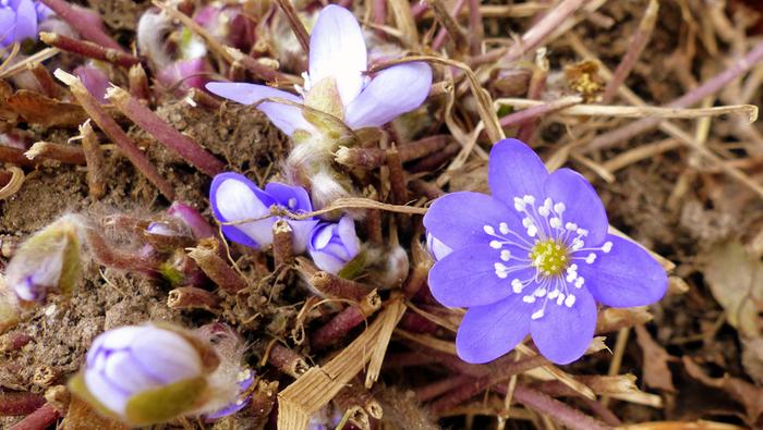 Sinivuokkoja Vaasassa maaliskuussa 2020.