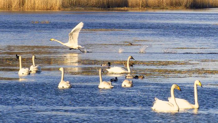 Joutsenia ja sorsia maaliskuussa 2020.