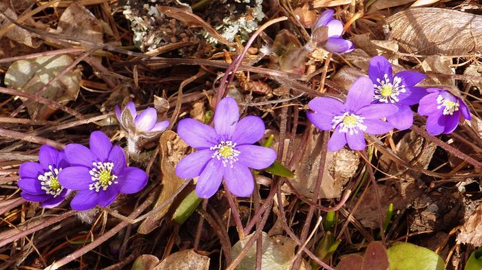 Sinivuokot kukkivat huhtikuussa 2020.